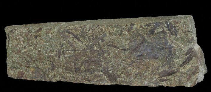 Plate Of Devonian Plant (Gosslingia) Fossils - Wales #66661